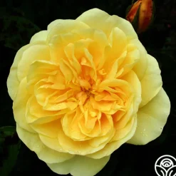 Heirloom Roses Romantic Climber Collection II Outlet