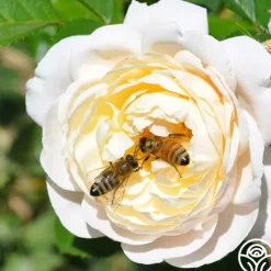 Heirloom Roses Romantic Climber Collection II Outlet