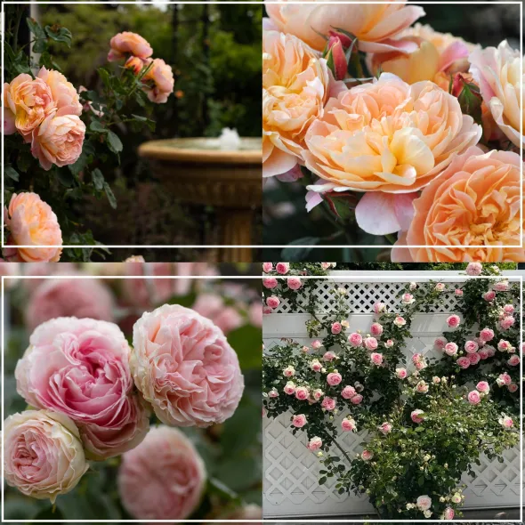 Heirloom Roses Romantic Climbers Collection Sale