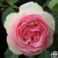 Heirloom Roses Romantic Climbers Collection Sale