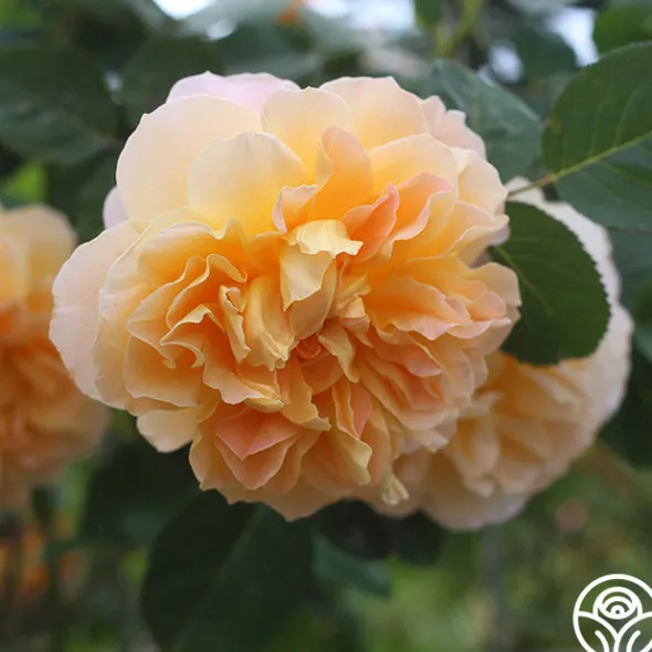 Heirloom Roses Romantic Climbers Collection Sale