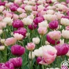 Heirloom Roses Romantic Mix Online