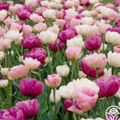 Heirloom Roses Romantic Mix Online