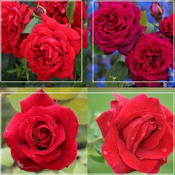 Heirloom Roses Romantic Red Bouquet Collection Hot