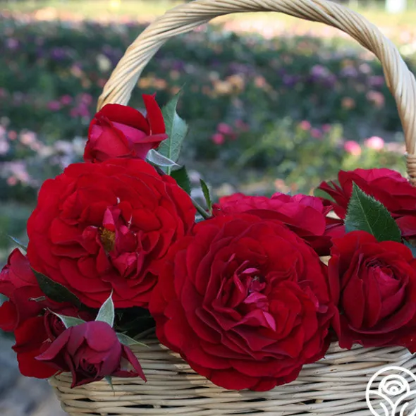 Heirloom Roses Romantic Red Bouquet Collection Hot