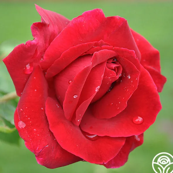 Heirloom Roses Romantic Red Bouquet Collection Hot
