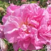 Heirloom Roses Rosa Damascena Semperflorens (Autumn Damask) Best