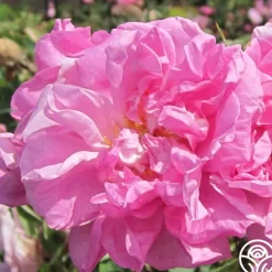 Heirloom Roses Rosa Damascena Semperflorens (Autumn Damask) Best