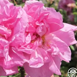 Heirloom Roses Rosa Damascena Semperflorens (Autumn Damask) Best