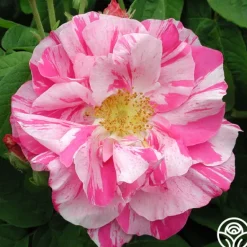 Heirloom Roses Rosa Mundi Hot