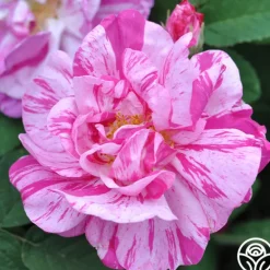 Heirloom Roses Rosa Mundi Hot