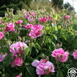 Heirloom Roses Rosa Mundi Hot
