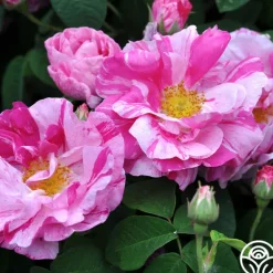 Heirloom Roses Rosa Mundi Hot