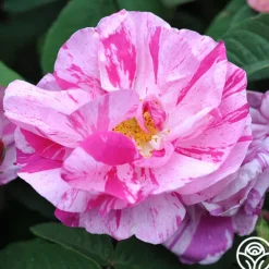 Heirloom Roses Rosa Mundi Hot