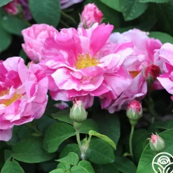Heirloom Roses Rosa Mundi Hot