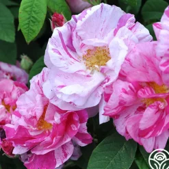 Heirloom Roses Rosa Mundi Hot