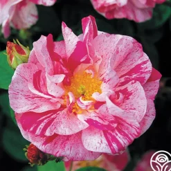 Heirloom Roses Rosa Mundi Hot