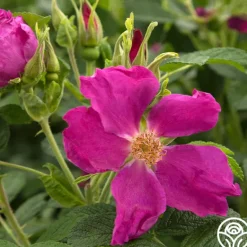Heirloom Roses Rosa Rugosa Discount