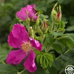 Heirloom Roses Rosa Rugosa Discount