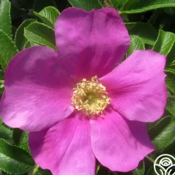 Heirloom Roses Rosa Rugosa Discount