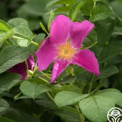 Heirloom Roses Rosa Rugosa Discount
