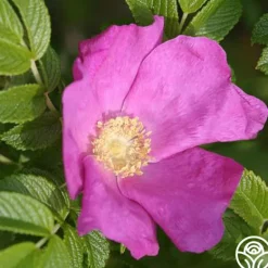 Heirloom Roses Rosa Rugosa Discount