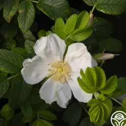 Heirloom Roses Rosa Rugosa Alba Discount