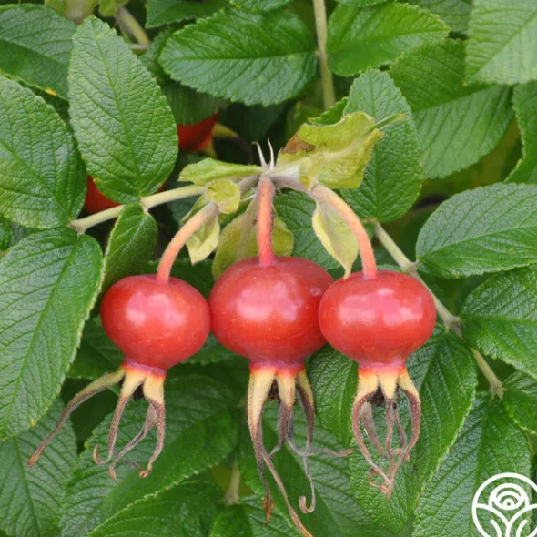 Heirloom Roses Rosa Rugosa Alba Discount