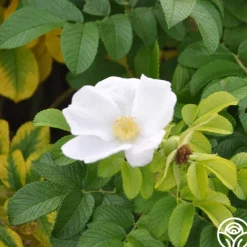 Heirloom Roses Rosa Rugosa Alba Discount