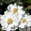 Heirloom Roses Rosa Rugosa Alba Plena Sale