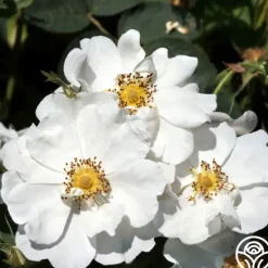 Heirloom Roses Rosa Rugosa Alba Plena Sale