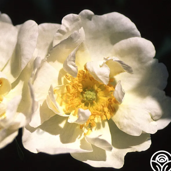 Heirloom Roses Rosa Rugosa Alba Plena Sale