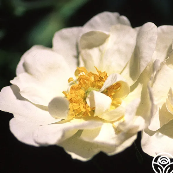 Heirloom Roses Rosa Rugosa Alba Plena Sale