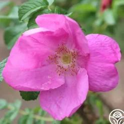 Heirloom Roses Rosa Rugosa Rubra Best