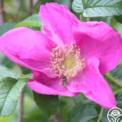 Heirloom Roses Rosa Rugosa Rubra Best