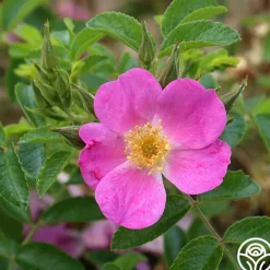 Heirloom Roses Rosalina Best