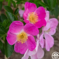 Heirloom Roses Rosalina Best
