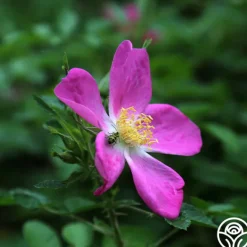 Heirloom Roses Rosalina Best