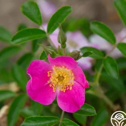 Heirloom Roses Rosalina Best