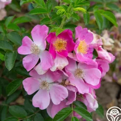 Heirloom Roses Rosalina Best