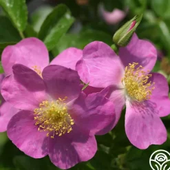 Heirloom Roses Rosalina Best