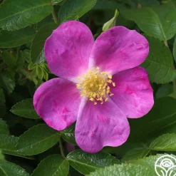 Heirloom Roses Rosalina Best