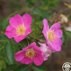 Heirloom Roses Rosalina Best