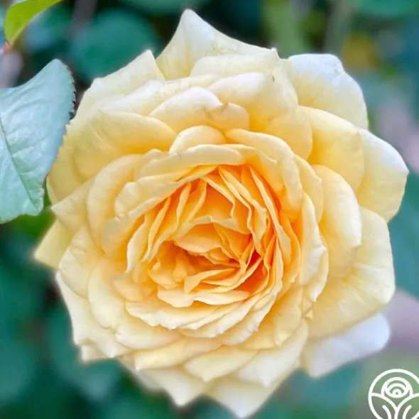 Heirloom Roses Rosanna Jacobs Hot