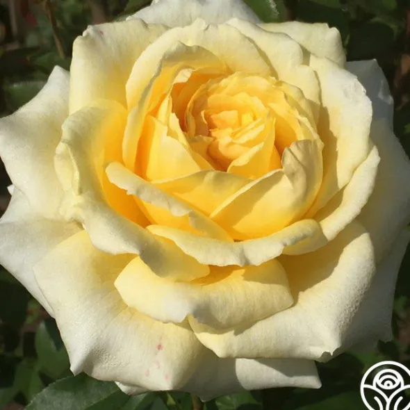 Heirloom Roses Rosanna Jacobs Hot