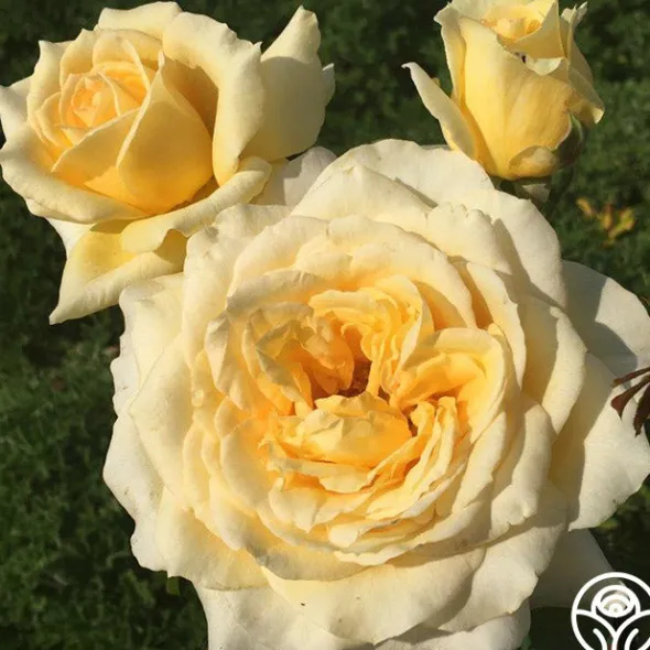 Heirloom Roses Rosanna Jacobs Hot