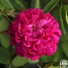 Heirloom Roses Rose de Rescht Outlet