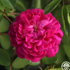 Heirloom Roses Rose de Rescht Outlet