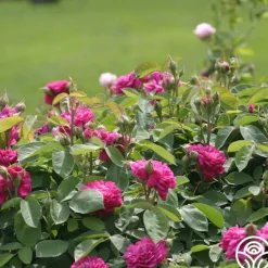 Heirloom Roses Rose de Rescht Outlet