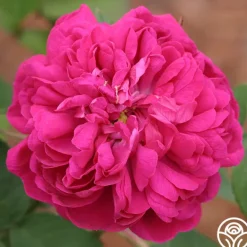 Heirloom Roses Rose de Rescht Outlet